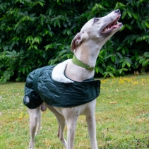 Heritage Quilted Hound Coat M