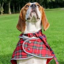 Highland Tartan Dog Coat S