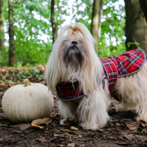 Highland Tartan Dog Coat S