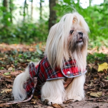 Highland Tartan Dog Coat S