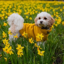 Mustard Cable Knit Jumper XS