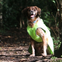 Stormguard Dog Coat Hi-Vis XS