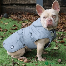 Ultimate Reflective Dog Coat S/M