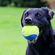 Chase Mega Tennis Ball