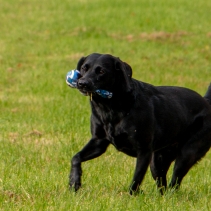 Chase Tennis Ball With Strap