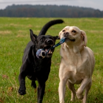 Chase Tennis Ball With Strap