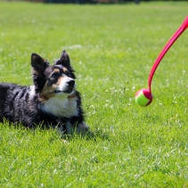 Chase Tennis Ball Launcher