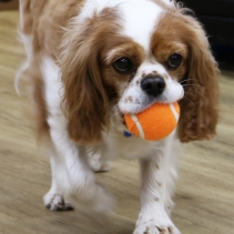 Chase High Bounce Tennis Ball