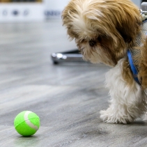 SB Mini Tennis Balls 6pc pack