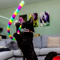 Wiggle Worm Cat Dangler Rainbow