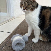 Pom Pom Drum Cat Scratcher