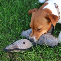 Heritage Tweed Duck