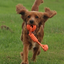 Tough Ball Tug