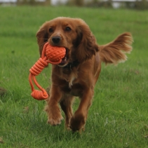 Tough Ball Tug