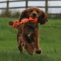 Tough Ball Tug