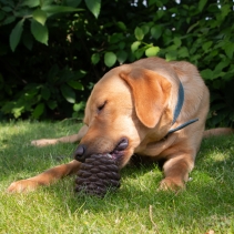 Orva Pine Cone