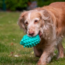 Orva Hedgehog Treat Toy