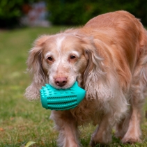 Orva Hedgehog Treat Toy