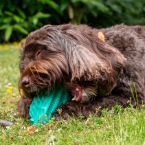 Orva Hedgehog Treat Toy