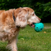 Orva Mushroom Treat Toy