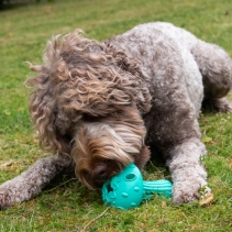 Orva Mushroom Treat Toy