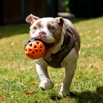 Extreme Floating Ball