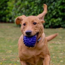 Tough Rugby Ball