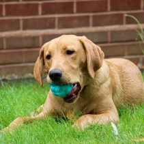 Tough Knot Ball