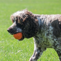 Tough Ribbed Ball