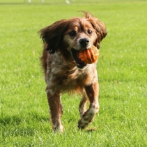 Tough Ribbed Ball