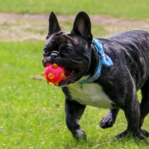 Chase Flashing Star Ball