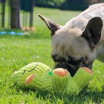 Orva Treat Tummy Frog