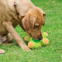 Orva Treat Tummy Frog