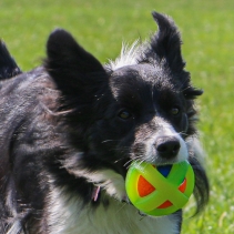 Tough Framed Tennis Ball