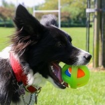 Tough Framed Tennis Ball