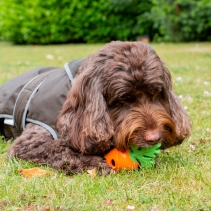 Orva Treat Carrot