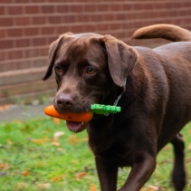 Orva Treat Carrot