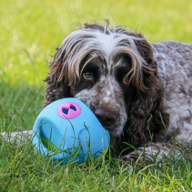 Interactive Treat Ball