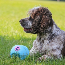 Interactive Treat Ball