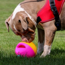 Large Interactive Treat Ball