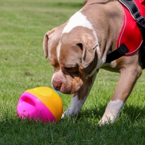 Large Interactive Treat Ball