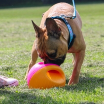 Large Interactive Treat Ball