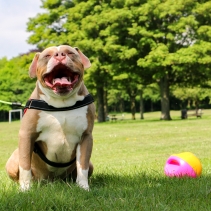 Large Interactive Treat Ball