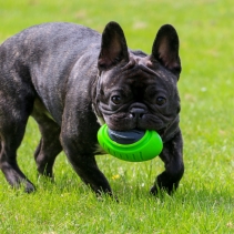 Extreme Tough Rugby Ball