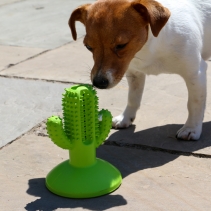 Orva Cactus Toothbrush