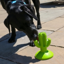 Orva Cactus Toothbrush