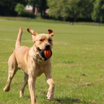 Extreme Tough Ball