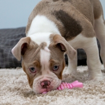 Small Bite Wing Bone Teether