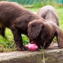 Small Bite Ball Belly Pig Frog Elephant