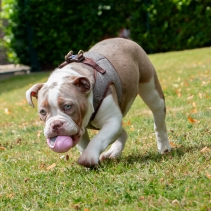 Small Bite Rugby Ball Teether